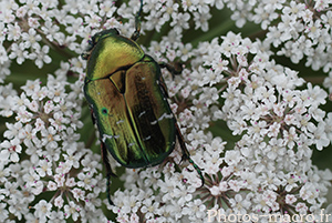 Cetonia aurata